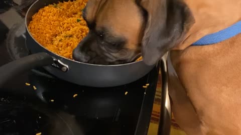 Doggy Steals a Feed From Stovetop