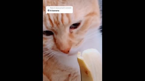 Cat reaction for banana