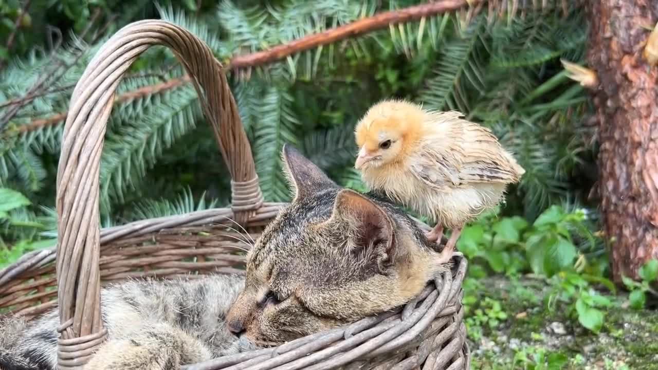 cat and chick