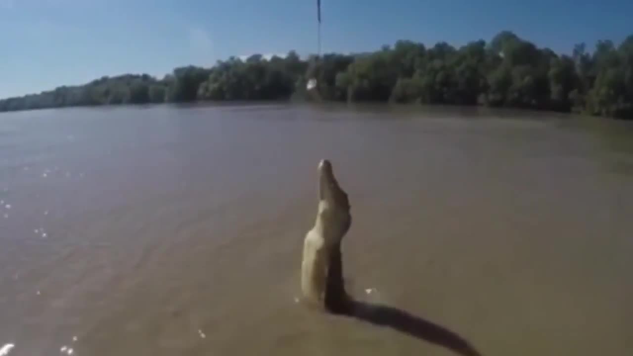 The crocodile went up for a piece of meat