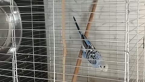 Bajrigar birds