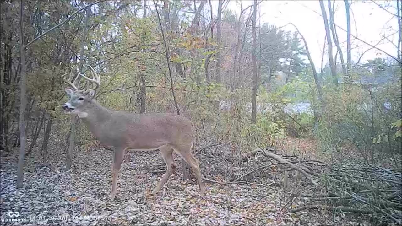 Backyard Trail Cams - Monster Buck