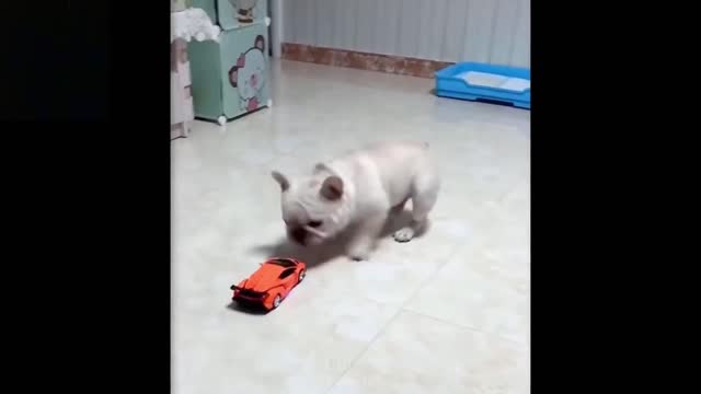 Puppy got scared by a toy car