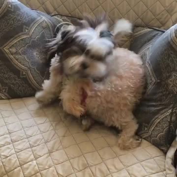 Life of a dog sitter