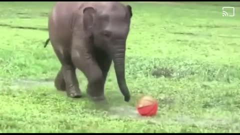 Elephant play ball