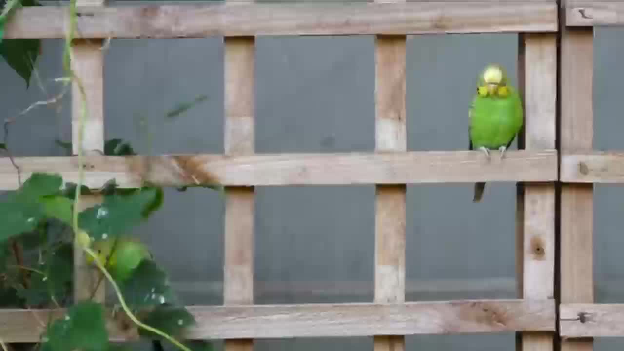 Amazing Parrot 🦜