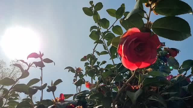 Look Up And Sing Out!