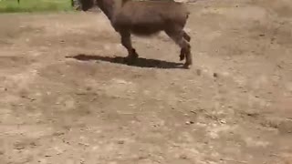 Jake the stubborn donkey does not want to stay inside the fence.