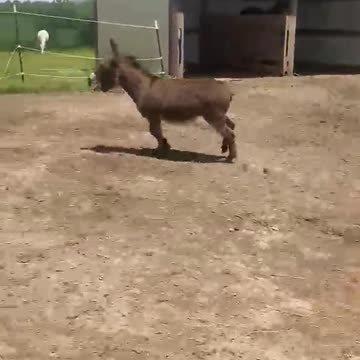 Jake the stubborn donkey does not want to stay inside the fence.