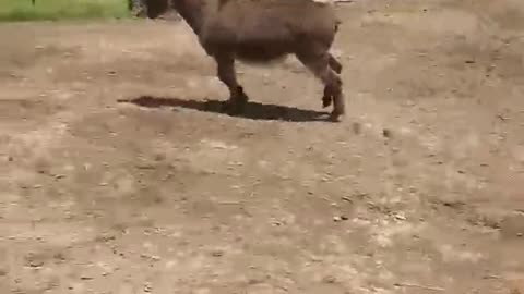 Jake the stubborn donkey does not want to stay inside the fence.