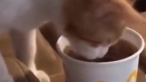 cute cat and dog video