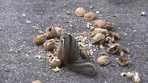 chipmunks eating almonds and peanuts