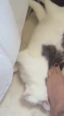 Kitty Giving Lovin's