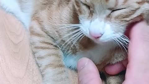 Playing ball with the cat
