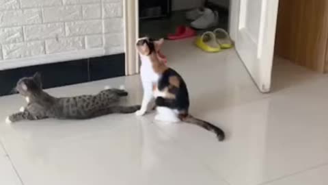 Simple kittens doing animated comedy