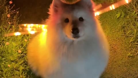 Cute dog video