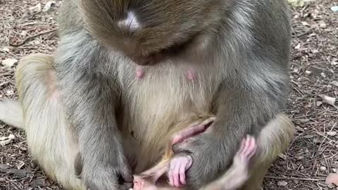 Mother is eating, child is playing