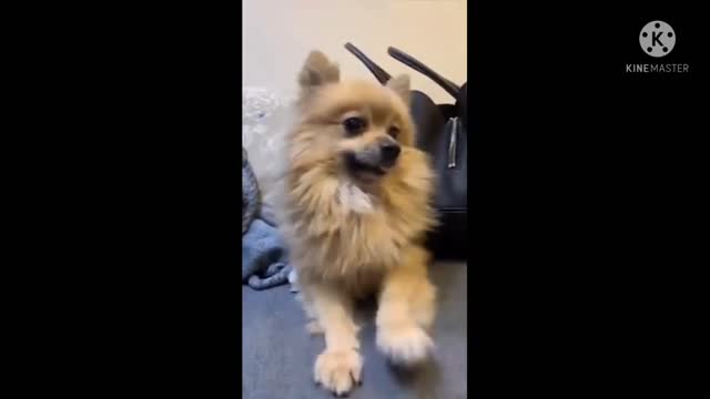 Dog funny video 😂 You must need to see this 😂😂😂