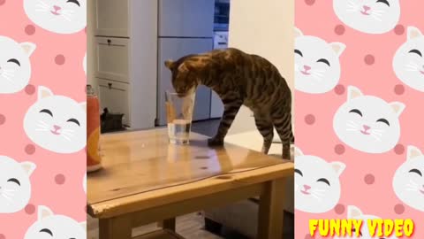 Funny cat drinking video🤣