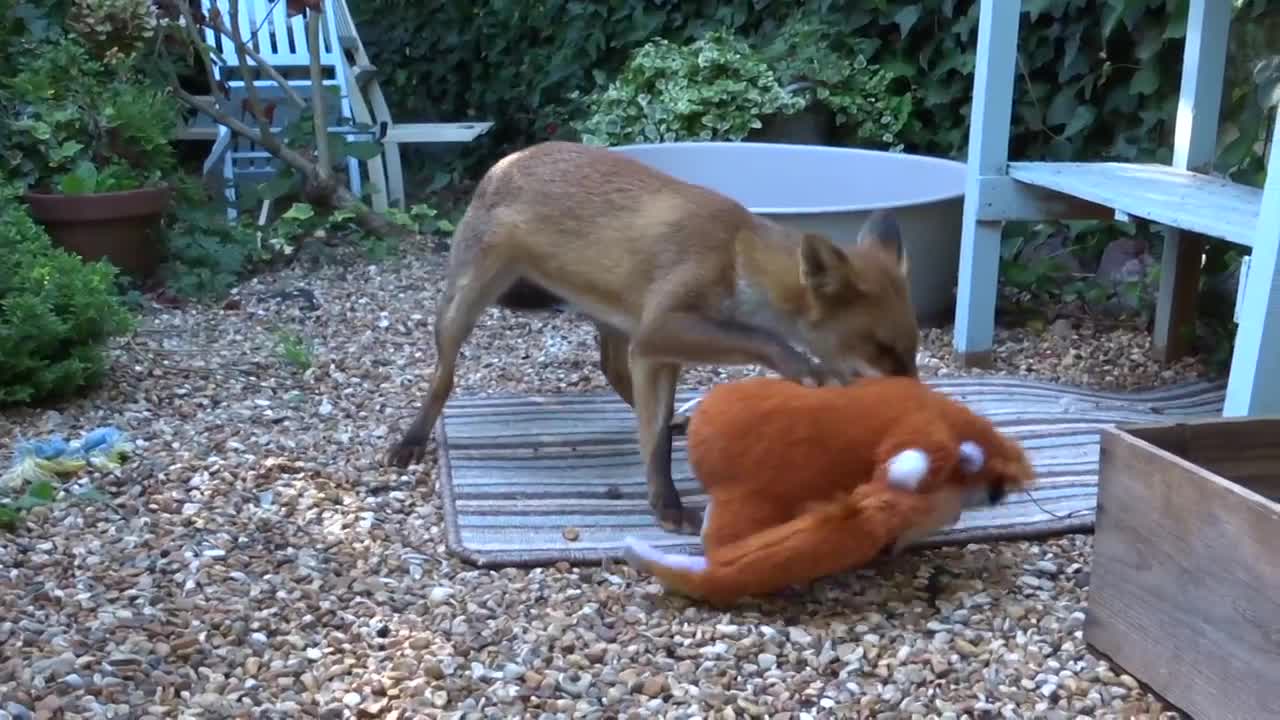 Fox Cub Plays with King Louis