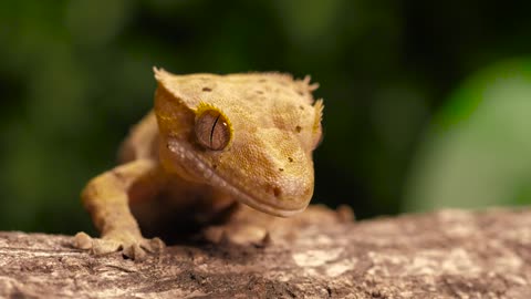 Gecko or reptile on a trunk closeup shot