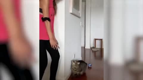 Funny cat video-