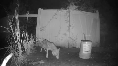 This is either a Coyote or a Carolina Red wolf