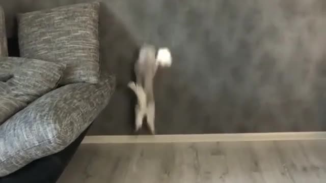 Cat dancing and jumping for light reflection on the wall