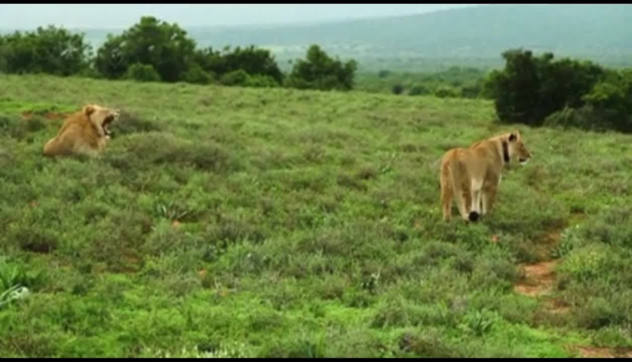 wild tiger
