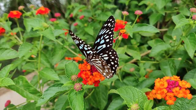 Nature is full of miracles - Butterfly