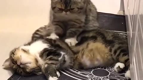 cats helping each other