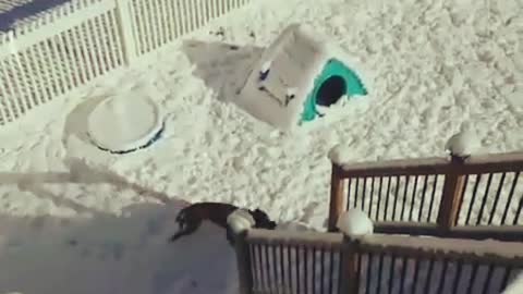 Brown dog running around in snow and climbing stairs