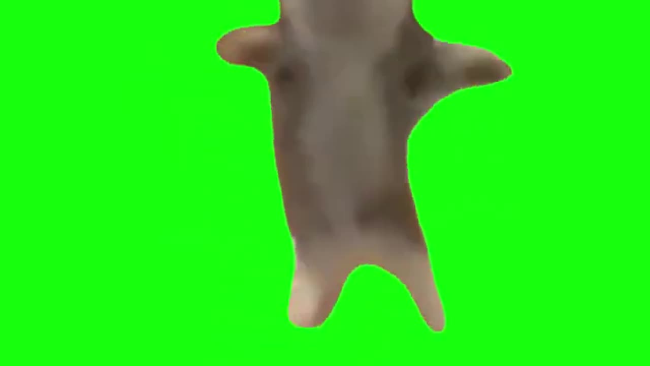 happy happy cat green screen meme template