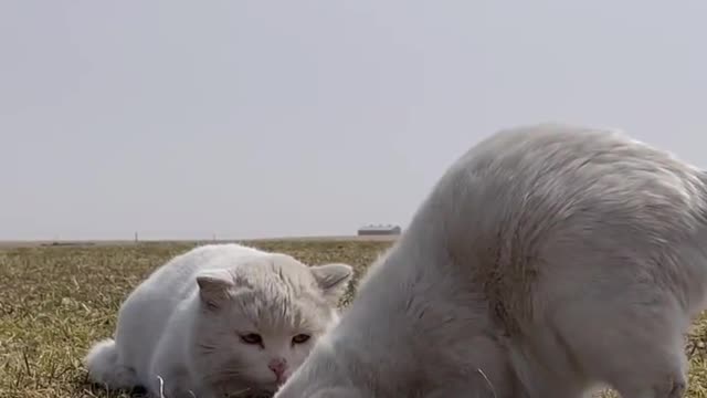 The daily life of two little cuties - Pet cat digging holes to catch mice