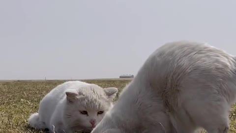 The daily life of two little cuties - Pet cat digging holes to catch mice