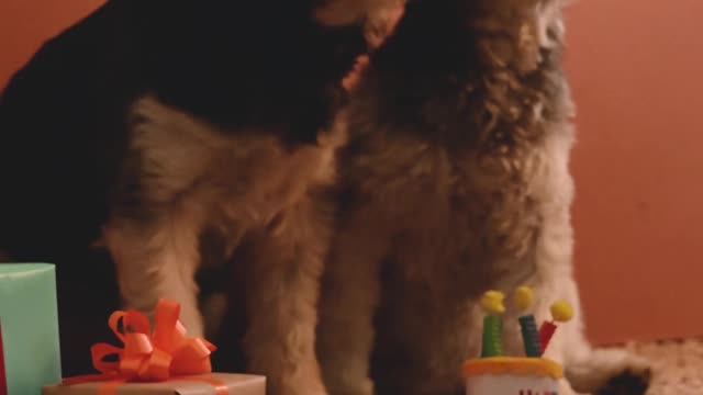 dog-wearing-part-hats