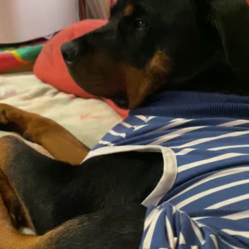 Rottweiler Recovering From Surgery Watches Jumanji