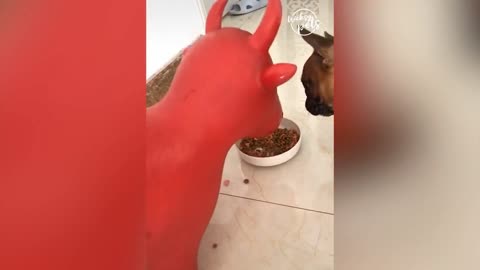 🤣 Reaction Of Cute Puppy To A Rubber Animal 🤣