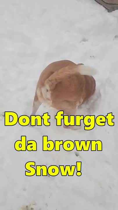 Dog Shoves Face In Snow and Loves It!