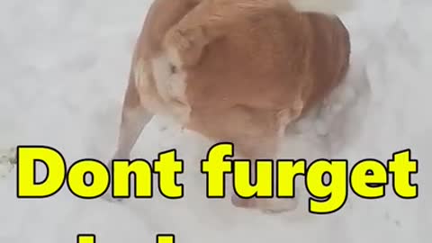 Dog Shoves Face In Snow and Loves It!