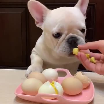Dog eating eggs 👏