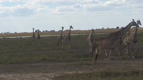 giraffe conference