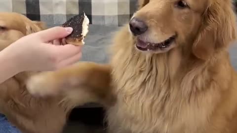 Funny animal video