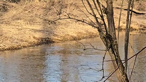 Ducks flying over a river/beautiful water birds in nature.