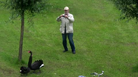 Schwan Attacken (Part 8) Schloss Ringenberg - angry swan attacks