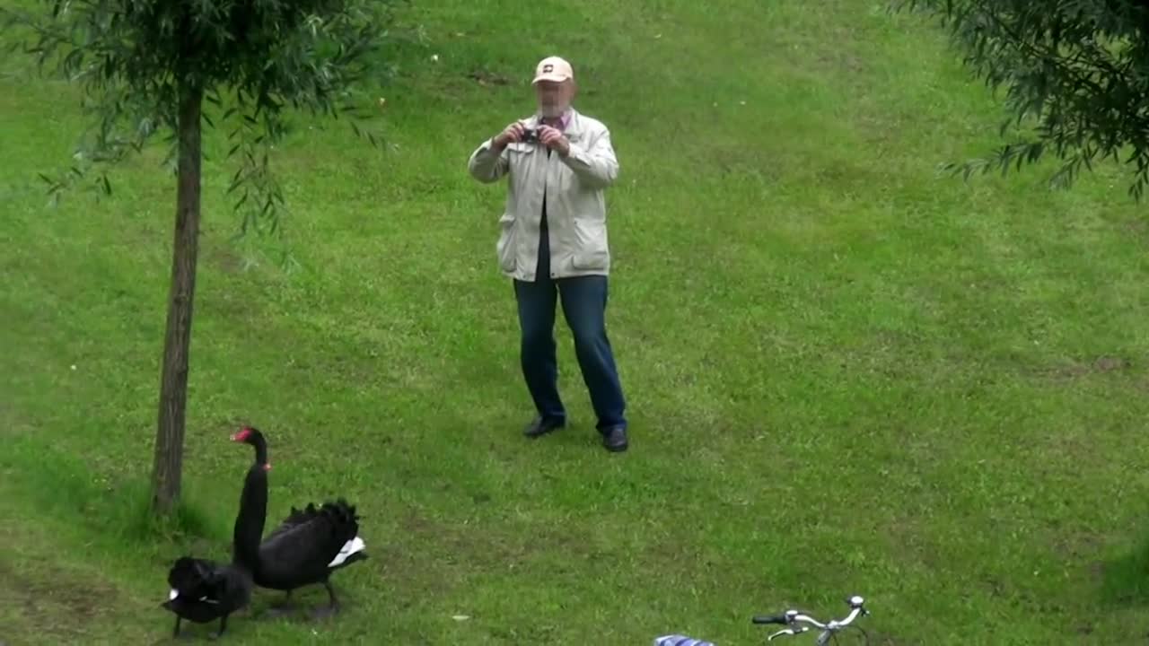 Schwan Attacken (Part 8) Schloss Ringenberg - angry swan attacks
