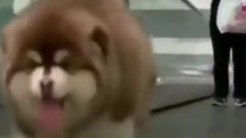 Baby Alaskan Malamute Puppies Running