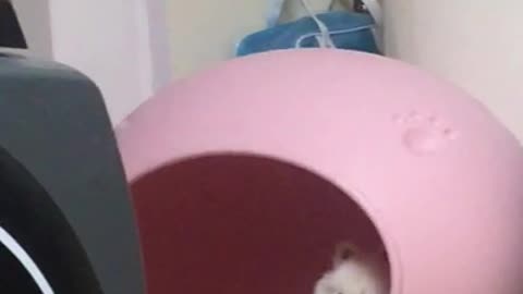 Sleeping Baby Pomerian