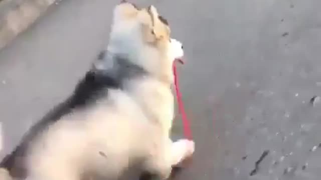 The dog walks by itself