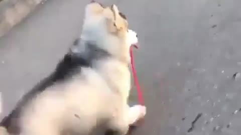 The dog walks by itself